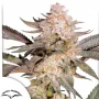 Cannabis seeds Orange Bud 2.0® NEW! from Dutch Passion